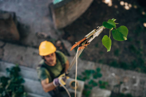 Leaf Removal in Sea Bright, NJ